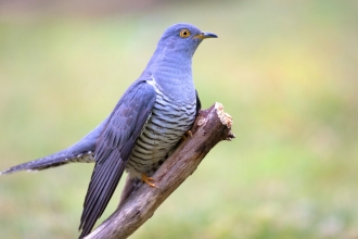 Cuckoo