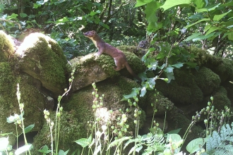 Stoat - Straidkilly, July 2020