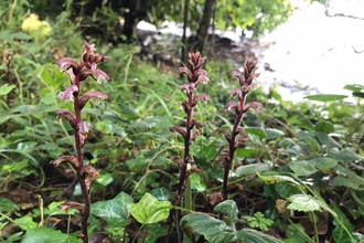 Ivy broomrape, Namafin July 2020