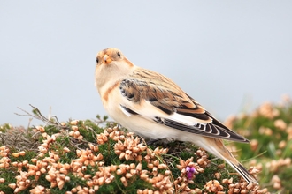 Snow bunting