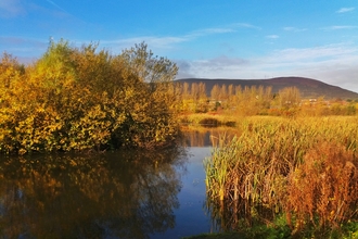 Bog Meadows Belfast