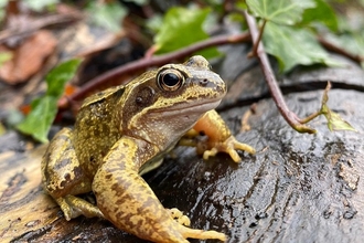 Common Frog