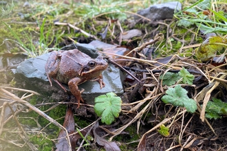 Common frog, Bog Meadows