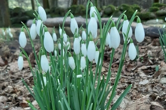 Snowdrop