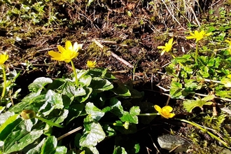 Lesser celandine