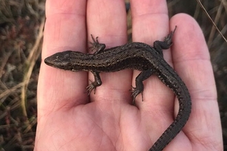 Common lizard