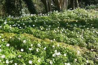  Wood anemone