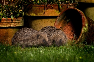 Hedgehogs 2 (c) Jon Hawkins