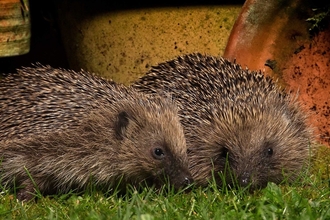 Hedgehogs 2 (c) Jon Hawkins