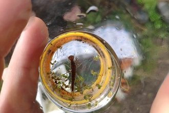 Pond dipping