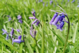 Bluebells, Glenarm (c) Dawn Patterson