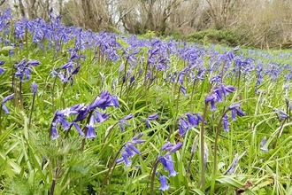 Bluebell, Straidkilly