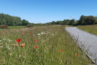 Balloo Wetland 