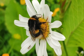 Bumblebee (c) Monica Abaurrea