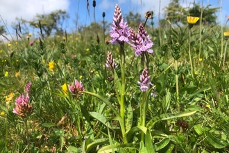 Orchids at Slievenacloy