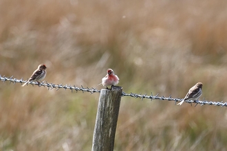 Redpolls at Slievenacloy