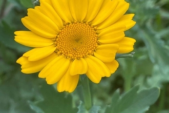 Corn marigold (c) Dawn Miskelly