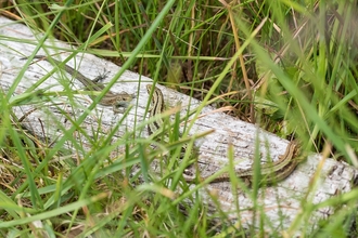 Common Lizards (c) Philip McErlean