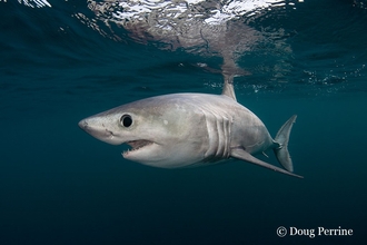 Porbeagle shark