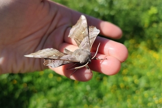 Poplar hawk-moth (c) Aoife de Bhál 