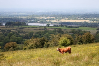 Moiled cattle at Slievenacloy Nature Reserve (c) Jonathan Clarke