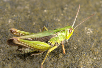 Common green grasshopper