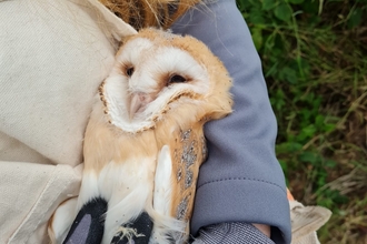 Barn owl chick 