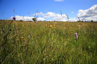 Orchids and wildflowers at Slievenacloy (c) Ronald Surgenor