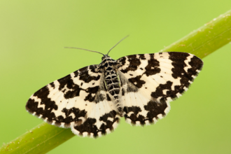 An argent & sable moth perched on a grass stem with its black and white wings spread