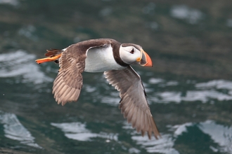 Puffin flying copyright Ronal Surgenor