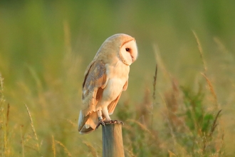 Barn owl