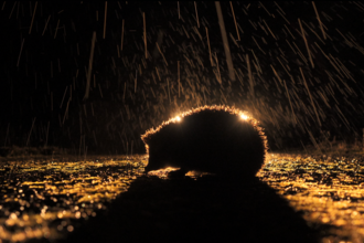 Hedgehog on road