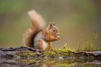 A red squirrel sitting by a woodland pool, nibbling a nut