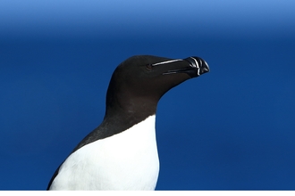 Razorbill thank you 