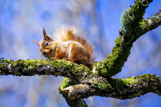 Red squirrel (c) Adam Gerrard 