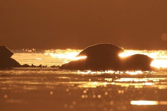 Seals (c) Ronald Surgenor