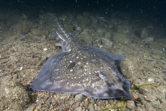 Thornback ray (c) Paul Naylor