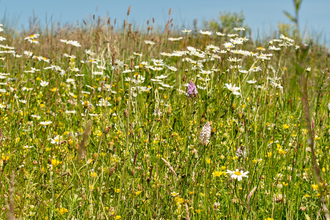 Peter Archdale's wildflower meadow (c) Peter Archdale 