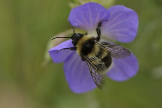 Garden bumblebee