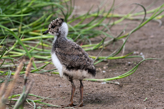 Lapwing chick (c) Mike Snelle