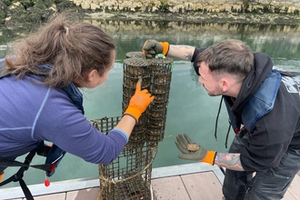 Volunteers inspecting the oyster cages