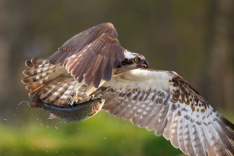 Osprey with fish (c) Peter Cairns 2020Vision