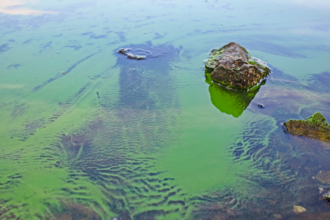 Algal bloom