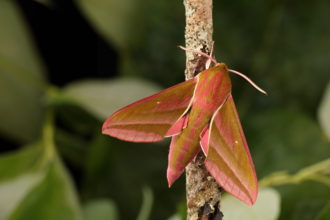 Elephant hawk-moth © Geoff Campbell