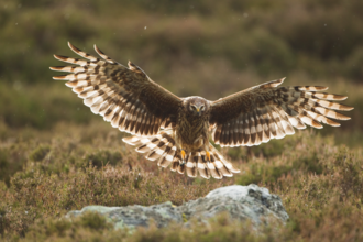 Hen harrier (c) Mark Hamblin/2020 VISION