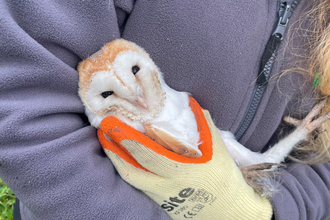 Barn owl chick at Ballycruttle Farm 23