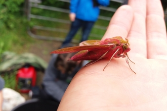 Elephant Hawkmoth