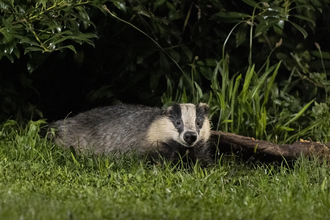 Badger in grass, looking towards camera