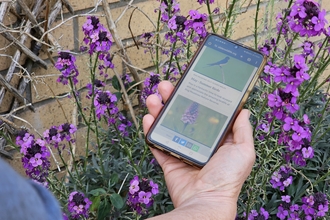 Bog Meadows online walks