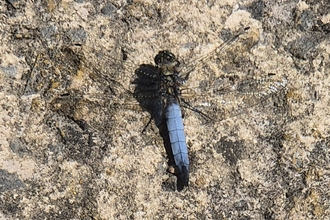 Black tailed skimmer at Bog Meadows (c) David Littlejohn